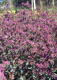 Origanum laevigatum 'Hopley's Purple'